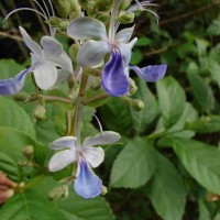 Rotheca serrata (L.) Steane & Mabb.